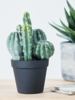 NEW Faux Potted Cactus Cluster