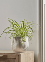 NEW Glaze Dots Planter