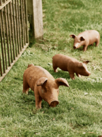 Rusty Pig - Small