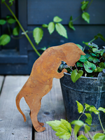 Rusty Red Peering Cat
