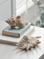 Two Whitewashed Shells