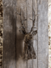 Whimsical Willow Deer Head