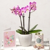 Mini Phalaenopsis Mother&0s Day Gift
