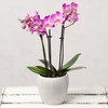 Mini Phalaenopsis Orchid