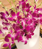 Oriental Orchids Large