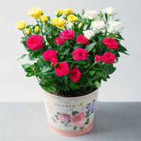 Summer Rose Planter