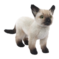 Hansa Siamese Kitten