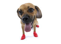 Disposable Dog Boots