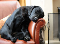 Sleeping Lab Mini Canvas