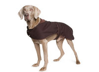 Timberwolf Extreme Waxed Coat