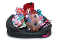 Tweed Bed Puppy Starter kit