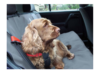 Waterproof Car Seat Cover