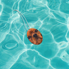 Pet Fresh Faceâ¢ â Personalised Pet Air Freshener (Set of 3 Emerald Sea)