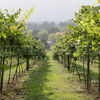 Vineyard Tour and Wine Tasting with Lunch for Two