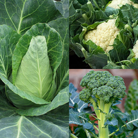 Early Brassica Collection