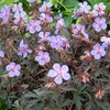 Hardy Geranium Black Beauty set of 3 plugs
