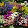 Lucky Dip End Of Season Perennial 12 Plant Deal