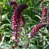 Lysicmachia atropurpurea 9cm