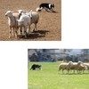 Introduction to Sheep Dog Handling for Two