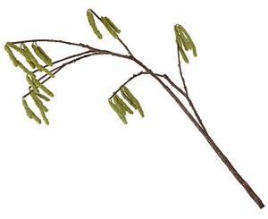 Artificial Catkin Branch,  Green - Part of our 3 for 2 offer