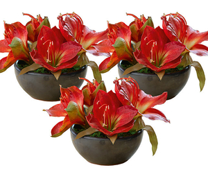 Set of 3 Fiesta Amaryllis Table Centre