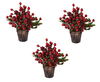 Small Christmas Berry Arrangements - Buy 2 and get 1 FREE