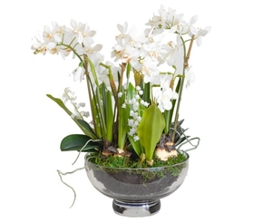 Spring Bulb and Orchid Bowl