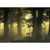 Deer,  Magical Forests Jigsaw Puzzle