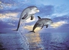 Delfini - Dolphins Jigsaw Puzzle