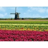 Hollands Glory - Tulips & Mill Jigsaw Puzzle