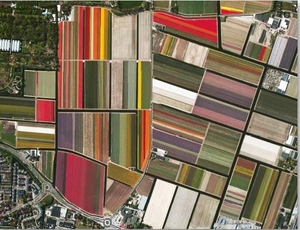 Tulip Fields,  Netherlands 500 Piece Awesome Aerial Jigsaw Puzzle