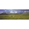 Wild Ponies - Panoramic Jigsaw Puzzle
