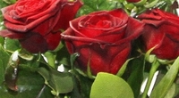 12 Red Roses