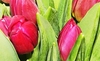 20 Pink Tulips in a Vase