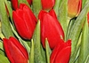 30 Red Tulips in a Vase