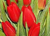 30 Red Tulips in a Vase