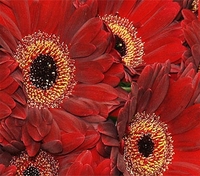 50 Burgundy Gerbera