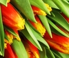 50 Medley of Orange and Yellow Tulips Wrap
