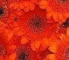 50 Orange Gerbera