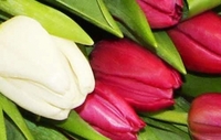 50 Purple and White Tulips