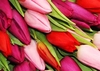 50 Tulips