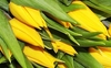 50 Yellow Tulips