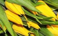 50 Yellow Tulips