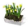 Basket of Daffodils