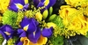 Blue and Yellow