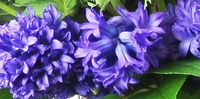 Blues of Spring