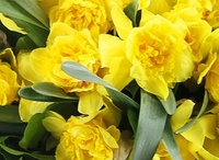 Bouquet of Daffodils