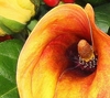 Calla Lily Posy