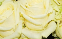 Dozen Luxury White Roses