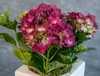 Hydrangea Pot